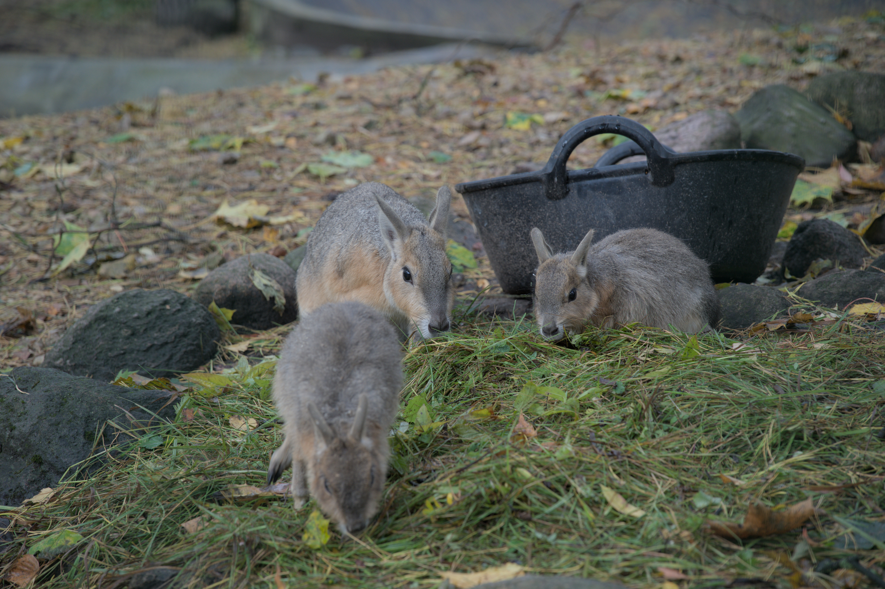 2025/10/12 - zoo/DSC_0023.jpg